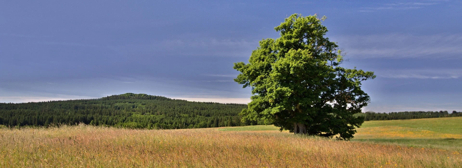 Památné stromy CHKO Slavkovský les