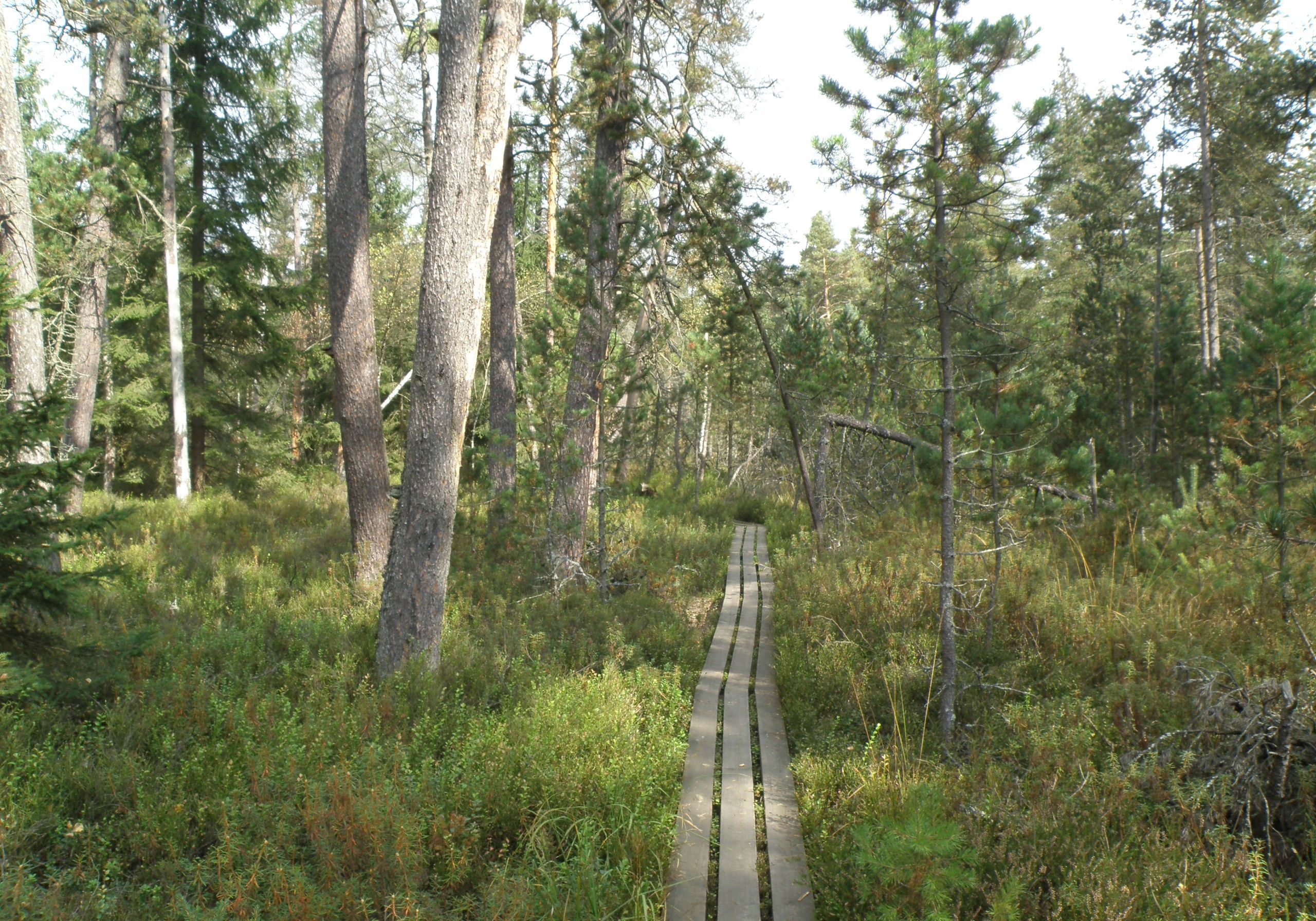 Naučná stezka Červené blato vede po lesních pěšinách  dřevěných povalových chodníčcích.
