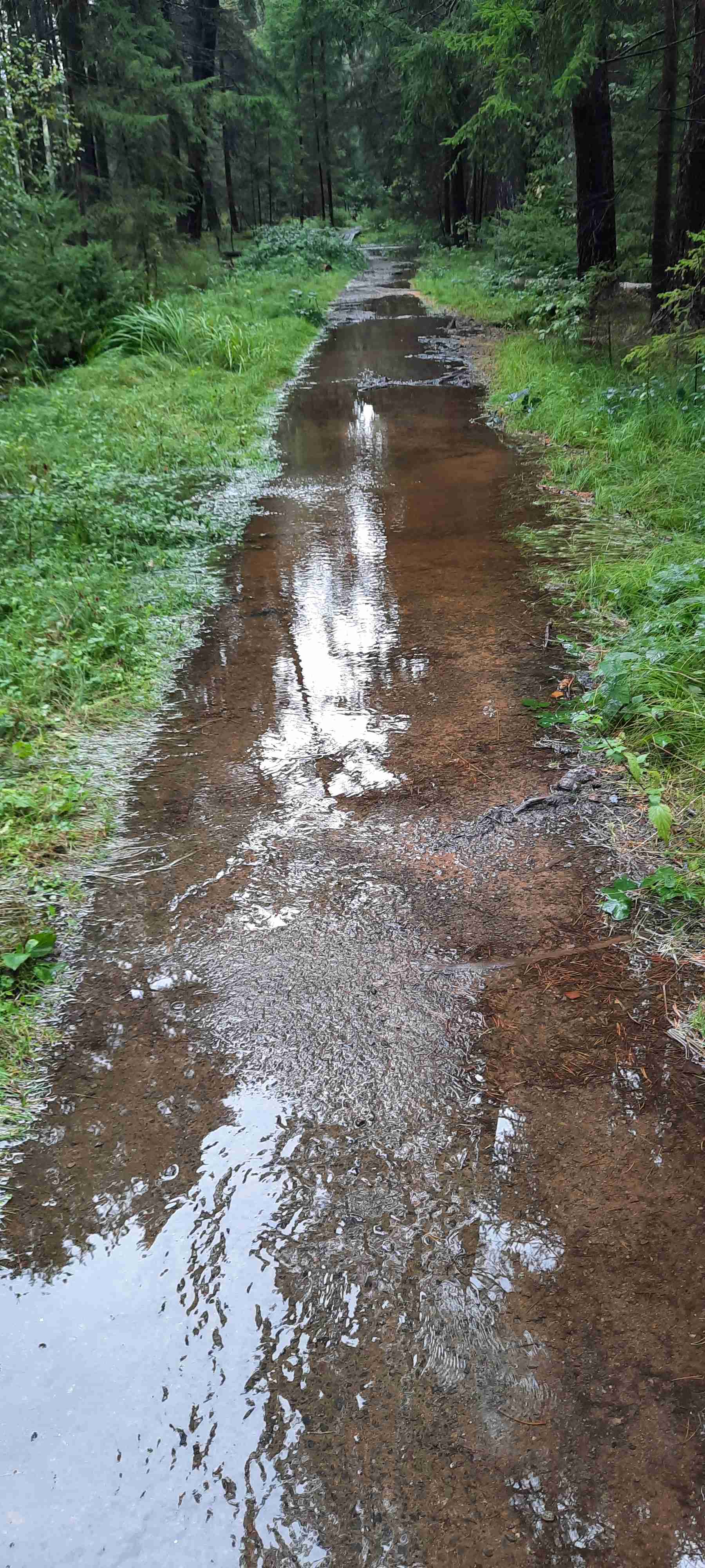 Trasa naučné stezky Červené blato je silně podmáčená a hrozí nebezpečí pádu stromu! 