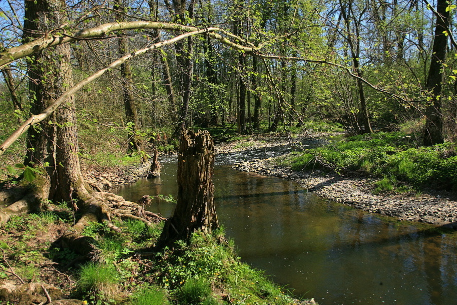 Rozvolněný tok řeky Doubravy v přírodní rezervaci Svatomariánské údolí.