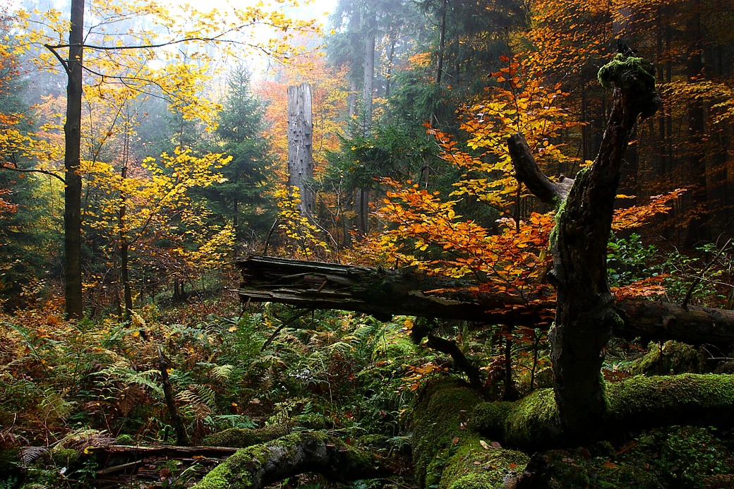 Bukový prales v přírodní rezervaci Polom.