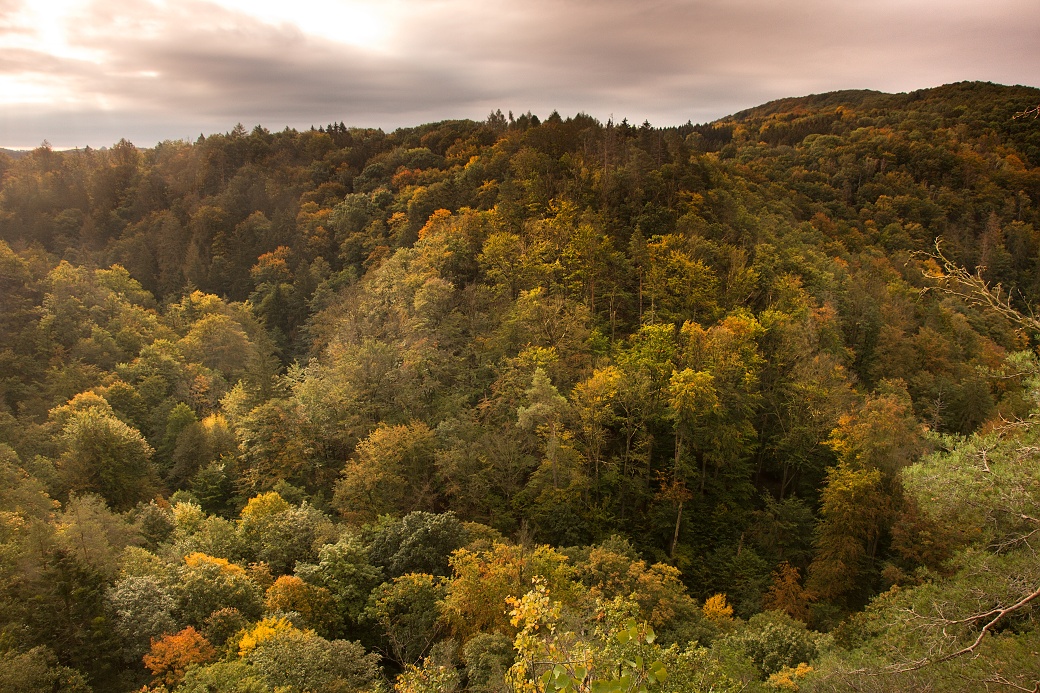Lesy v Hedvičinně údolí v národní přírodní rezervaci Lichnice