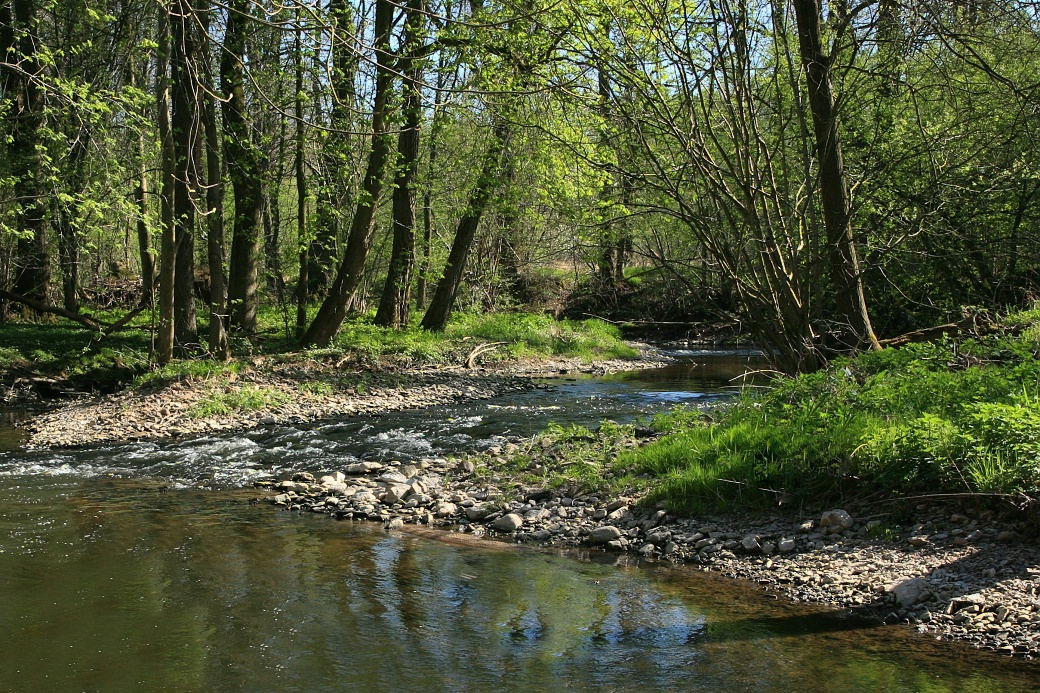 Říční náplavy v řece Doubravě.
