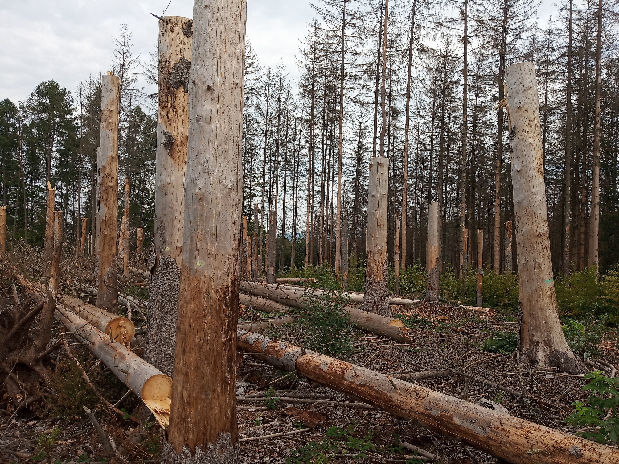 V pozadí odrůstající nová generace lesa - buk lesní, který by zde s jedlí bělokorou měl v budoucnu nahradit odumřelý smrk. (foto: Aleš Kopecký))