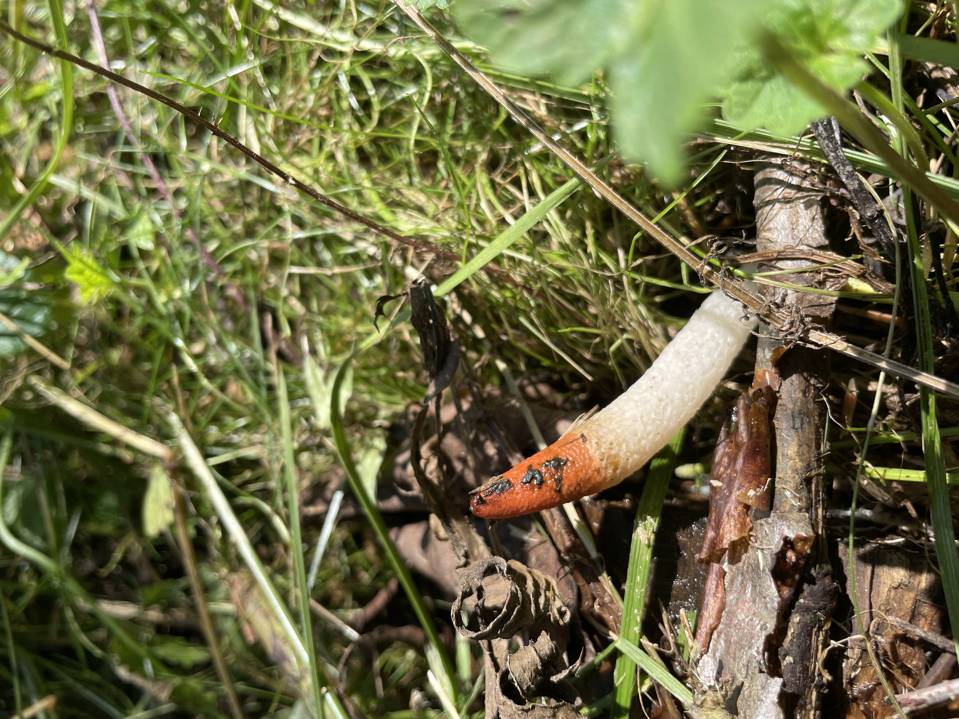 Psivka obecná (Mutinus caninus), Foto: Richard Kabelka